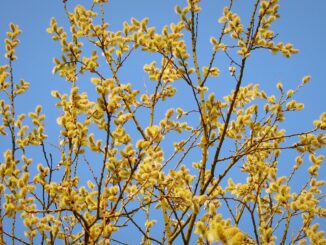 Frühling in Flintbek