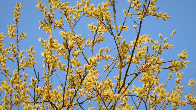 Frühling in Flintbek